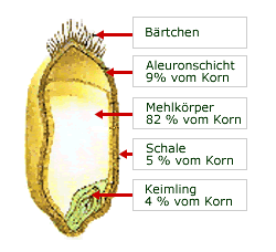 Kornbild